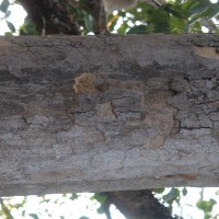 Sterculia foetida L.